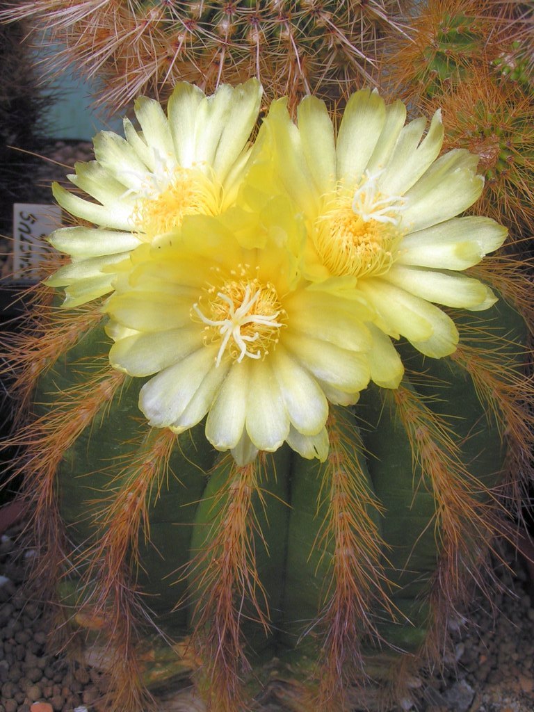 Eriocactus warasii